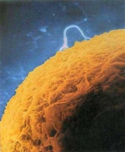 226_132243283